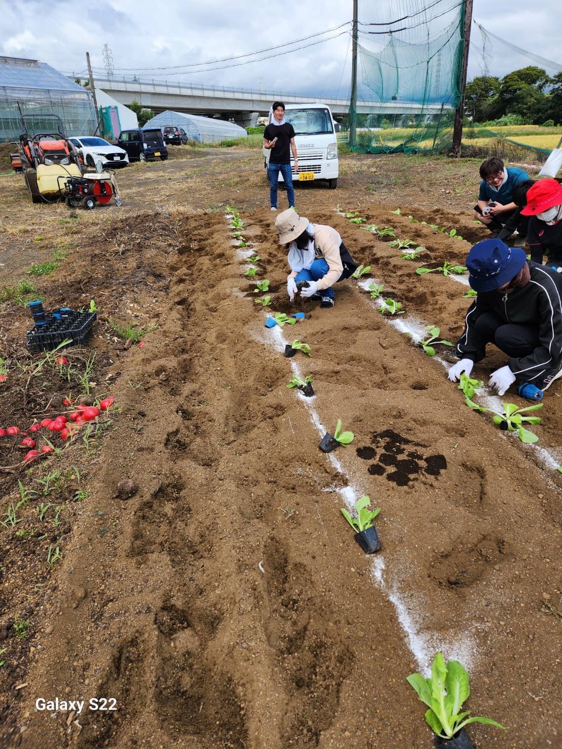 らいさぽセンター本校 ｜引きこもり、不登校、ニートの就労支援、自立支援 | 地域貢献のボランティア活動：白菜の苗植えとトマトの収穫